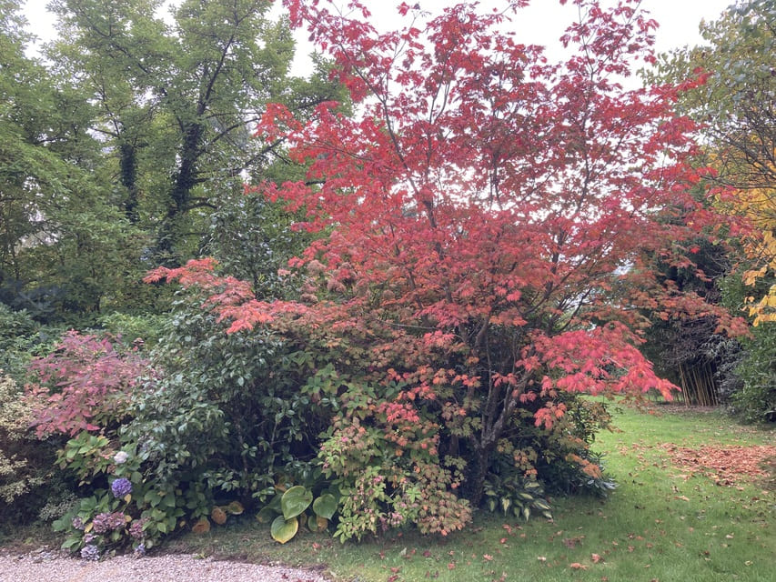 Acer aconitifolium à l_automne - Le Clos de Chanchore