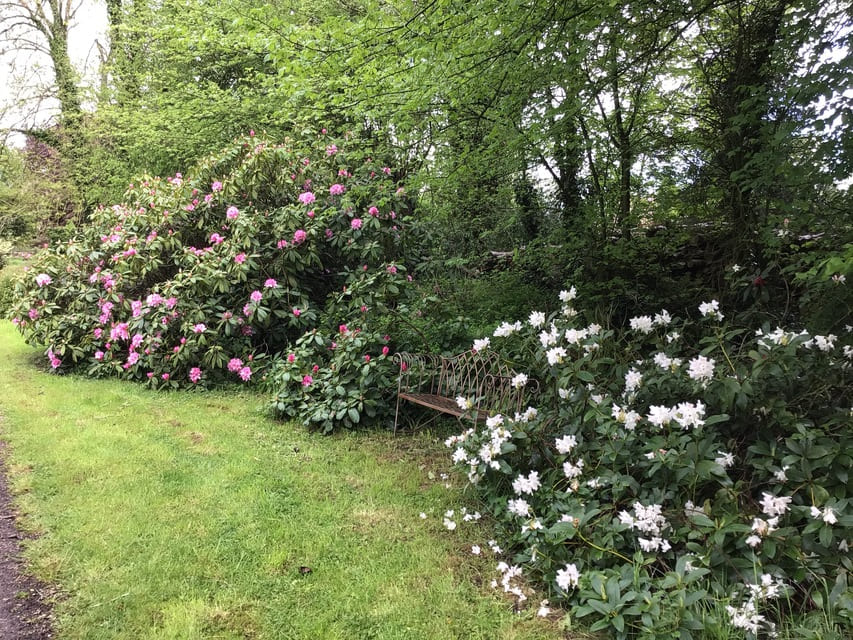 Allée de rhododendrons - Le Clos de Chanchore