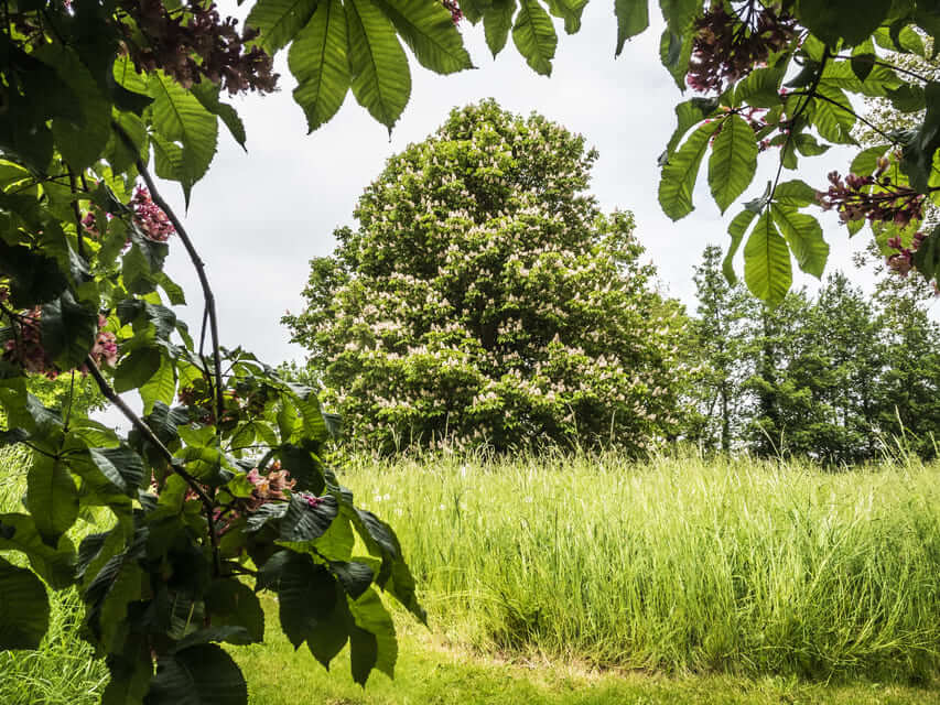 Cheminement dans le jardin des arbres - Le crapaud à trois pattes