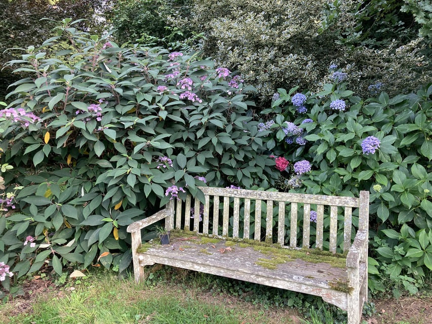 Hydrangeas aspera villosa et macrophylla - Le Clos de Chanchore