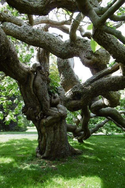 Arbre du Parc du Château de Bizy