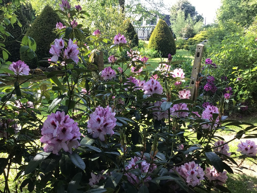 Rhododendron - Le Clos de Chanchore