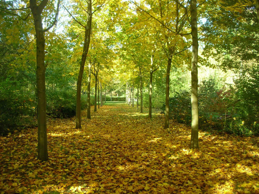 Allée d'Acer Cappadocicum Aureum en automne