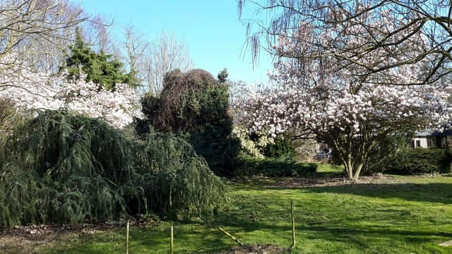 Magnolia-sieboldii-Jardin-de-la-vallee