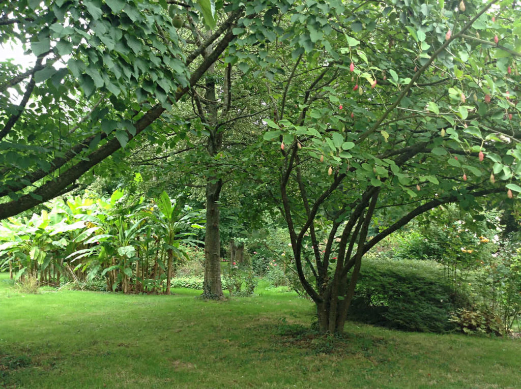 Magnolia sieboldii avec sa fructification - Jardin de la vallee