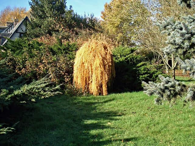 Mélèze pleureur en automne - Jardin de la vallee