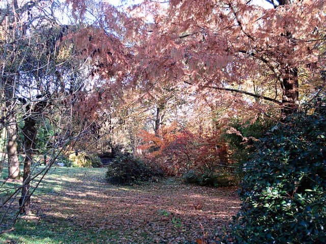 Métaséquoia - Jardin de la vallee