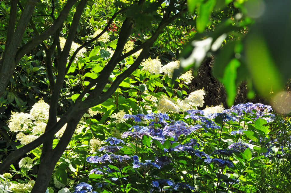 Hydrangéas Paniculata Phantom (blancs) - Jardin Les Hètres
