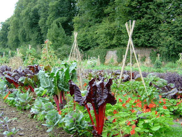 Potager - Bosmelet