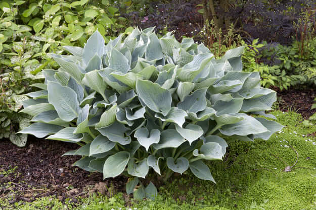 Hostas - Jardin de Valérianes