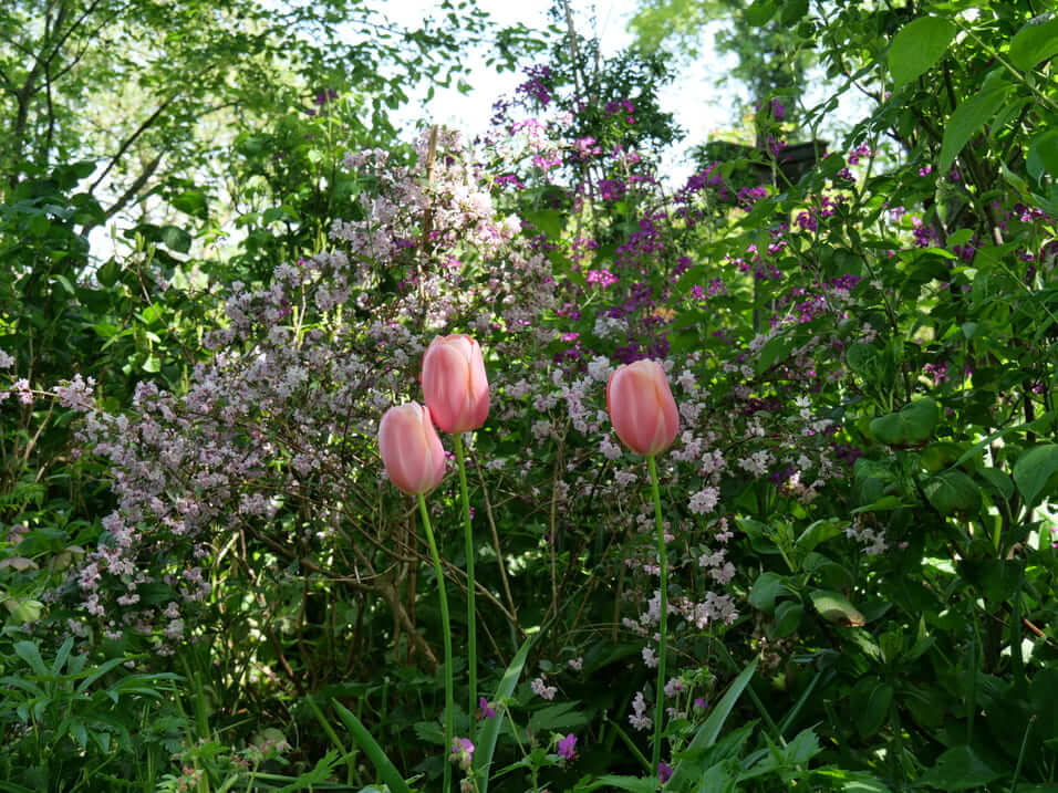 Jardins Angélique