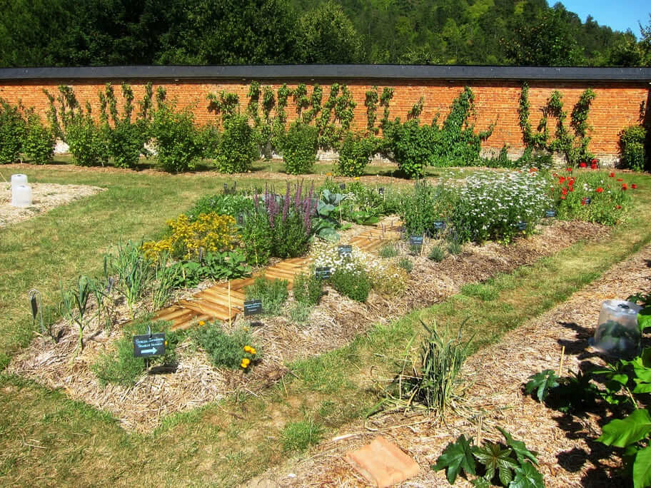 Les plantes médicinales - Potager d'Acquigny