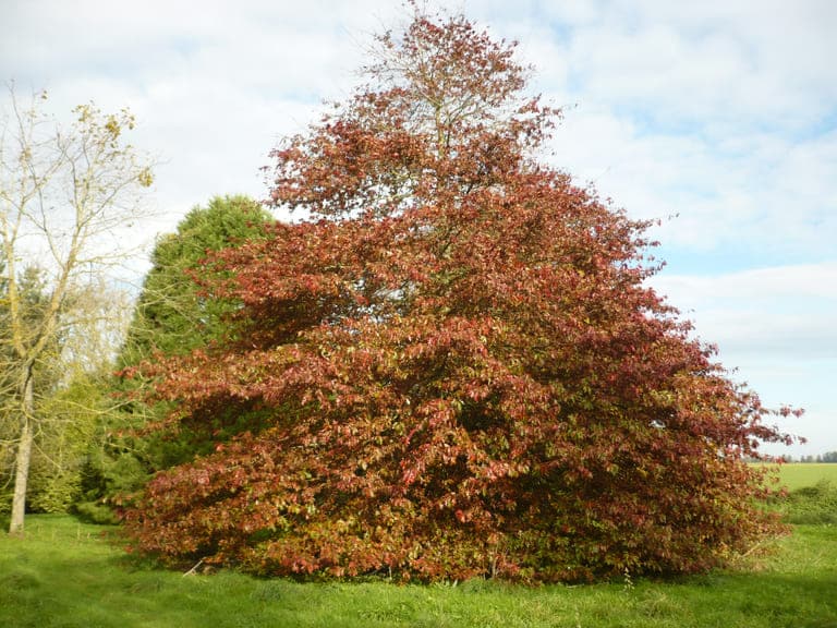 Quercus palustris en automne
