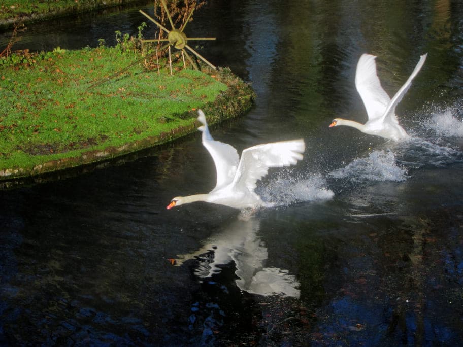 Envol des cygnes