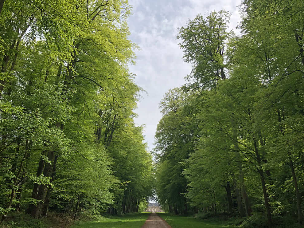 La longue allée de hêtres