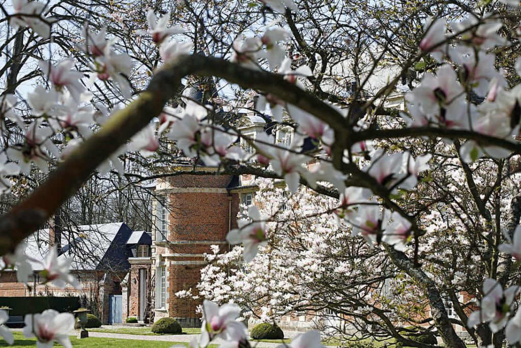 Magnolias en avril