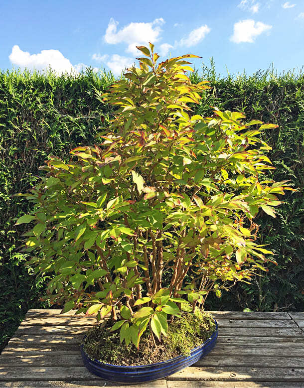 Forêt de Stewartia