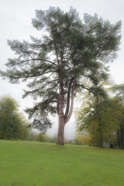 Parc de l'Abbaye de Jumièges