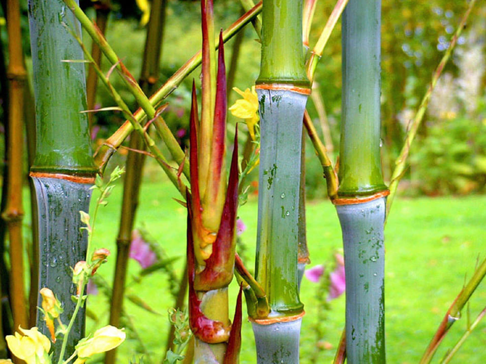 5- Art et Essais Phyllostachys nidularia